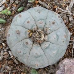 Lophophora Williamsii Texas County variety Big Bend cactus from 2.5-3cm diameters