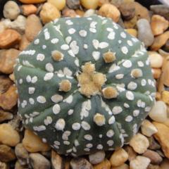 Astrophytum asterias "super kabuto"- 4cm diameter