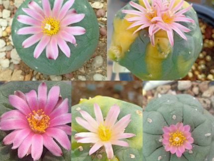 L. Fricii 3 different habitats