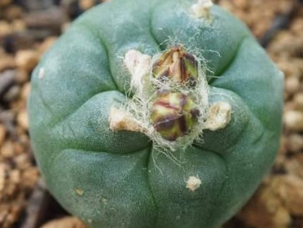 L. Koehresii cactus plant 2.5 to 3 cm diameter