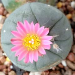 L.Fricii cactus plant 3 to 4 cm diameter