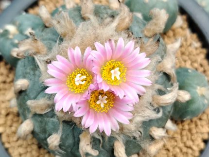 L.fricii cv Ibo Ginkamuri