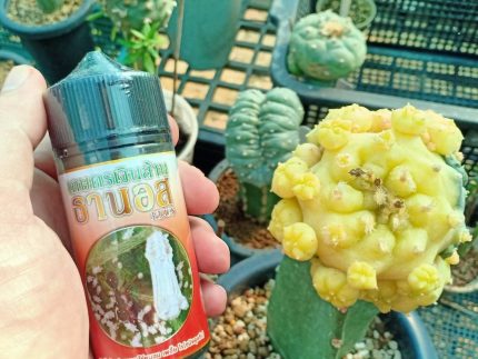 Liquid insecticide 100cc for cactus Anti spider mite, Scale insects