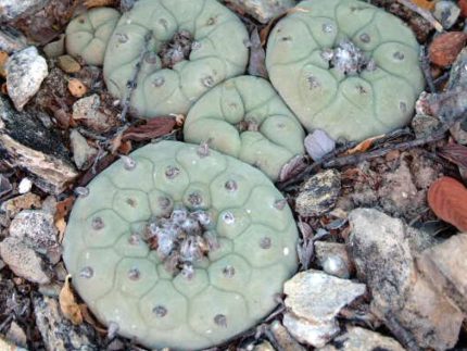 Lophophora Diffusa MMR 93 Mexicó : Queretaro variety Vizarron