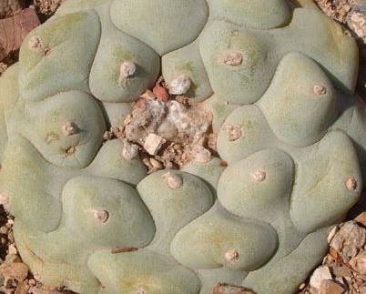 Lophophora Diffusa var. Rio Extorsas