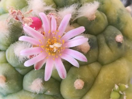 Lophophora Fricii variety Yatagai
