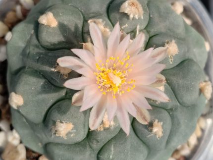 Lophophora Koehresii