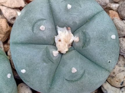 Lophophora koehresii Heinz Swoboda San Bartolo San Luis Potosi