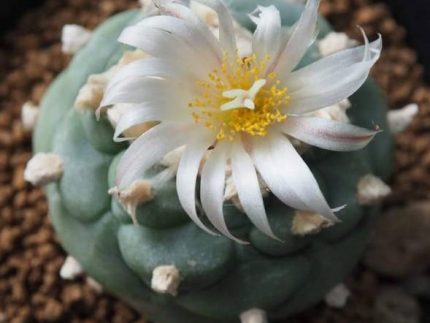 Lophophora koehresii variety La Morita S.L.P