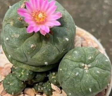 L.W Jourdaniana plant 5 to 5.5cm