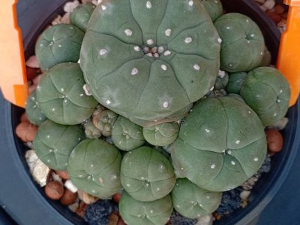 L.W variety Caespitosa in 8cm diameter pot