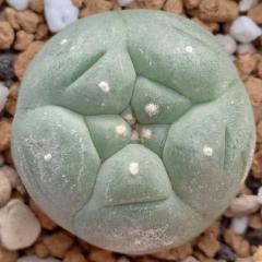 L.W variety Huizache 2.5cm diameter