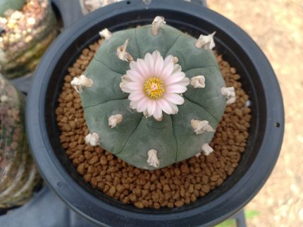 Pot special Lophophora-large size