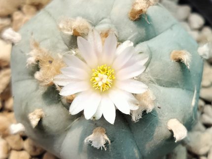 Lophophora Wiliamsii Texas Rio Grande Del Sol