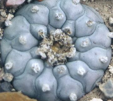 Lophophora williamsii Coahuila variey Parras Tanque Menchaca