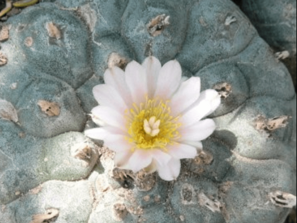 lophophora williamsii variety Jim Hogg county
