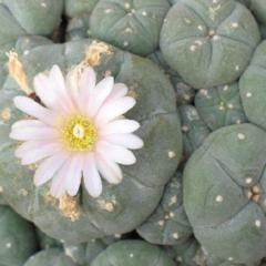 Lophophora Williamsii variety La Perdida Caespitosa