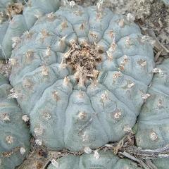 Lophophora Williamsii variety Menchaca