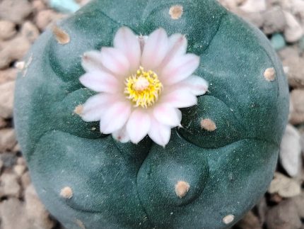 Lophophora Williamsii variety Mina Nuevo Leon