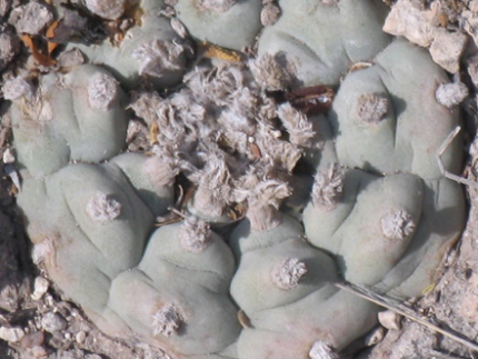 Lophophora Williamsii variety Monctezuma San Luis Potosí