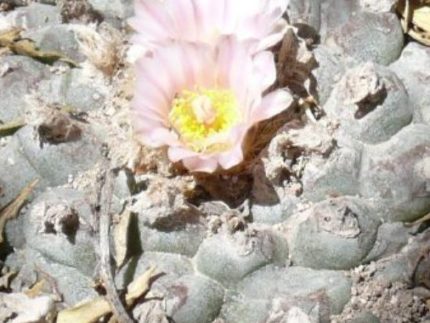 Lophophora Williamsii variety Real de Catorce