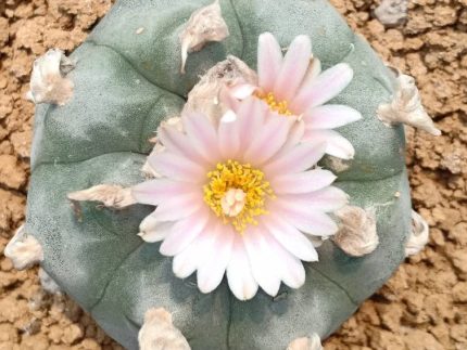 Lophophora Williamsii variety Solitaria