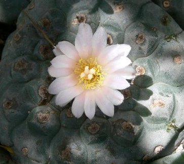 Lophophora Williamsii variety Tamaulipas Reynosa