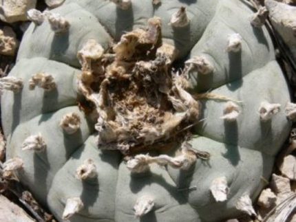 Lophophora Williamsii variety Texas Presidio County VZD 338 Chaffin