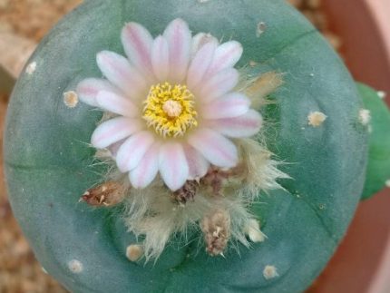 Lophophora Williamsii variety Weisse Bluete