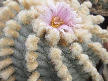 L.W Coahuila variety Sierra Santa Rosa melchor Múzquiz