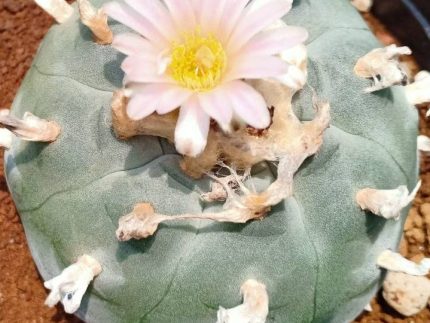 L.W Texas county variety Rio Pecos