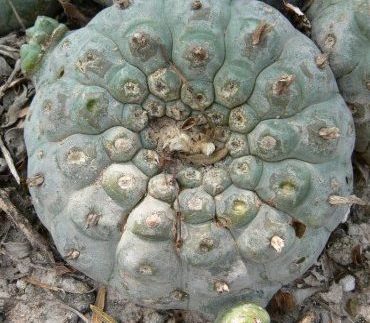 L.W Texas variety Webb county