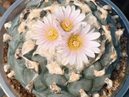 L.W variety El Milagro de guadalupe san luis potosi