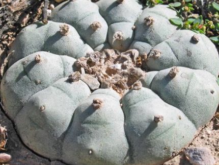 L.W variety Est Catorce San Luis Potosí