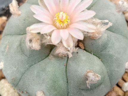 L.W variety La Norias Del Jesus