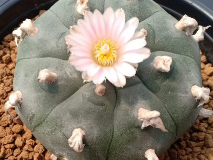 L.W Variety Pluricostata Croizat