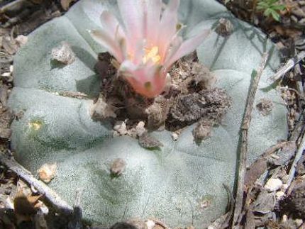 L.W variety San Roberto El Carmen Nuevo Leon