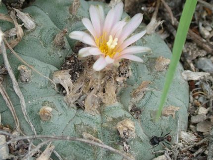 L.W variety Sandia El Grande
