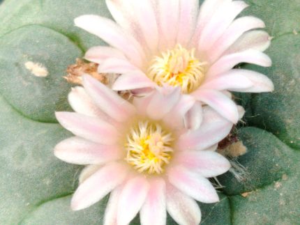 L.W variety Santa Lucia Chihuahua