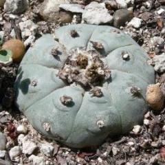 L.W variety Starr County SB 854