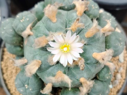 L.W variety Wirikuta San Luis Potosí